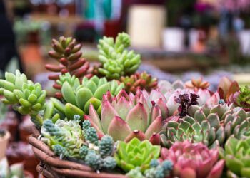 Cuidando de Suculentas